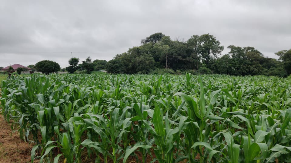 Students working on agriculture projects